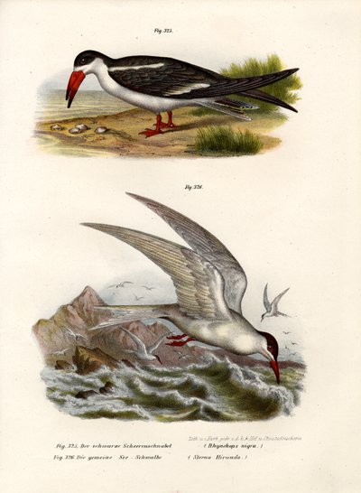 Black Skimmer by German School